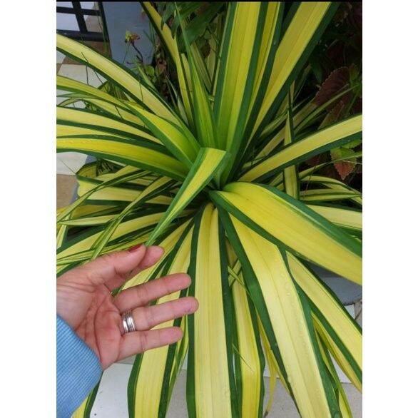Pandanus Variegated Golden Yellow Lazada PH