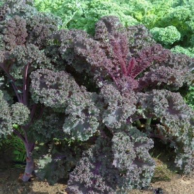 เมล็ดพันธุ์ เคลใบหงิก สีม่วง (Redbor Kale) บรรจุ 10 เมล็ด ของแท้100% หายาก
