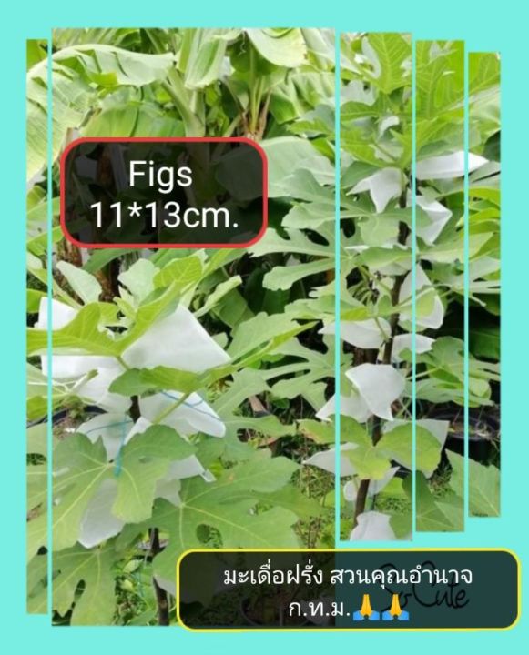 ถุงห่อผลไม้กันเเมลง-ถุงห่อมะเดื่อฝรั่ง-มะยงชิด-มะปราง-figs-แพ็ก-20ใบ-ถุงห่อผลไม้กันแมลง