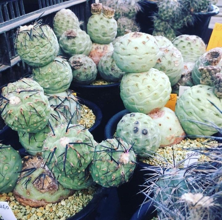 เทปโรแคคตัส-หรือ-ไข่มังกร-tephrocactus-geometricus