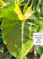 colocasia maui sunrise"(เมาอิซั​น​ไรส์)​จัดส่งต้น​ปลาย​ไหล​เหมาะ​สำหรับ​ตั้ง​แม่พันธุ์​ลูกค้า​ระบุต้นได้คะจัดส่ง​ตรง​ตาม​ภาพ​คะ