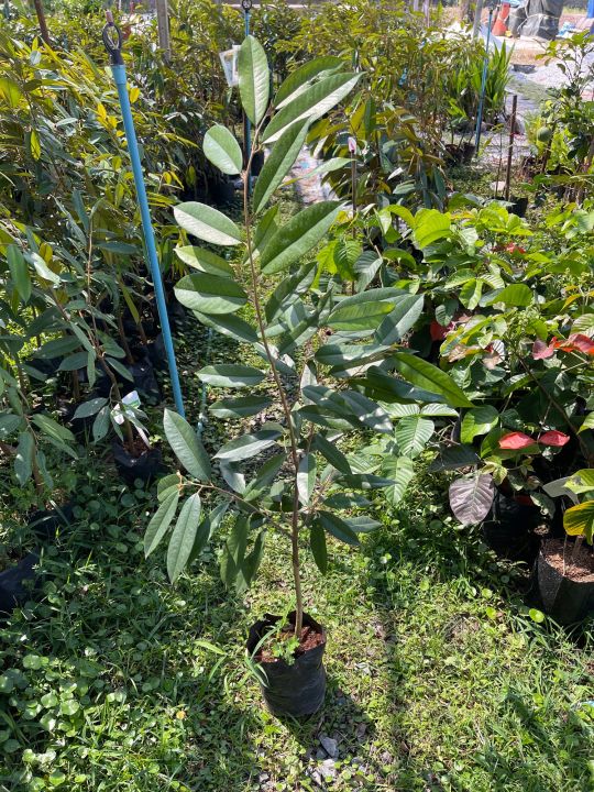 ต้นทุเรียนมูซานคิงส์-สูง-90-1เมตร-muzanking-durian-tree