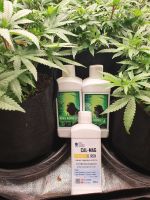 GROW SET สุดคุ้ม King Kong Grow AB + CAL-MAG  ปุ๋ยน้ำ AB สูตรทำใบ พร้อมธาตุอาหารเสริม สุดพรีเมี่ยม เหมาะสำหรับพืชทุกชนิด