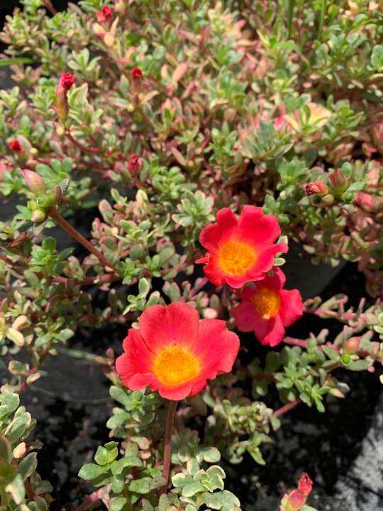 ต้นไม้ประดับ-คุณนายด่าง-คุณนายตื่นสาย-ไฮโซด่าง-portulaca-กระถางแขวน-8-นิ้ว-สูง-10-20-ซม-ไม้ประดับ-ไม้ดอก-ไม้มงคล-ต้นไม้