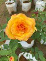 กุหลาบสีเหลือง Grandiflora (โกลด์เมดัล)