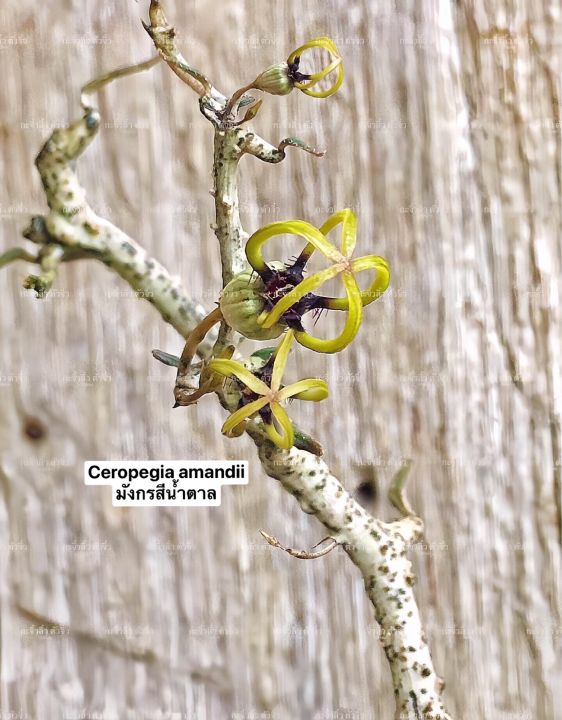 เก๋งมังกรสีน้ำตาล-ceropegia-amandii