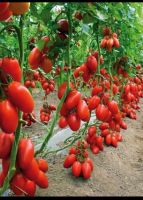 เมล็ดพันธุ์ มะเขือเทศ เชอร์รี่ สวีทเกิร์ล  (Red cherry tomato seed girl seed ) บรรจุ 20 เมล็ด เมล็ดทรงรี เนื้อสีแดง รสหวาน