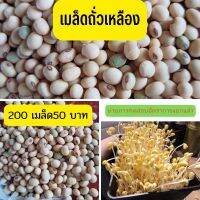 เมล็ดพันธุ์ถั่วเหลือง สำหรับปลูก 200เมล็ด50บาท ปลูกเป็นถั่วงอก หรือ ถั่วหัวโต ได้ ถั่วเหลือง ถั่วแระ ถั่วพระเหลือง ถั่วแม่ตาย มะถั่วเน่า ถั่วเน่า ถั่วหนัง เถ๊าะหน่อ ตบยั่ง อาทรึ่ม โชยุ โซย