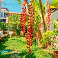 หน่อเฮลิโคเนีย ลองจิสสิม่า เอ็กเซลซ่า Heliconia Longgissima excelsa (1หน่อพันธุ์)