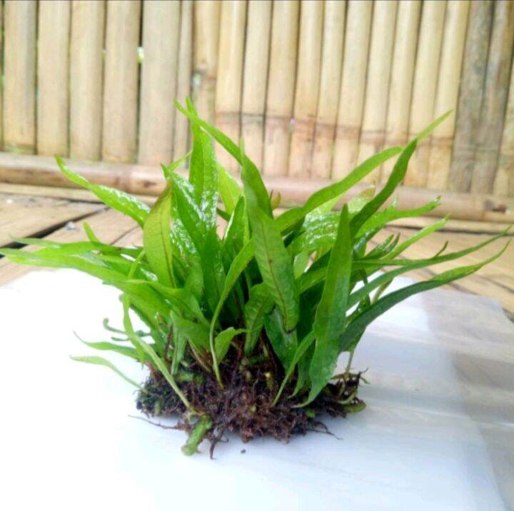kadaka Java fern mini tanaman aquascape/aquarium | Lazada Indonesia