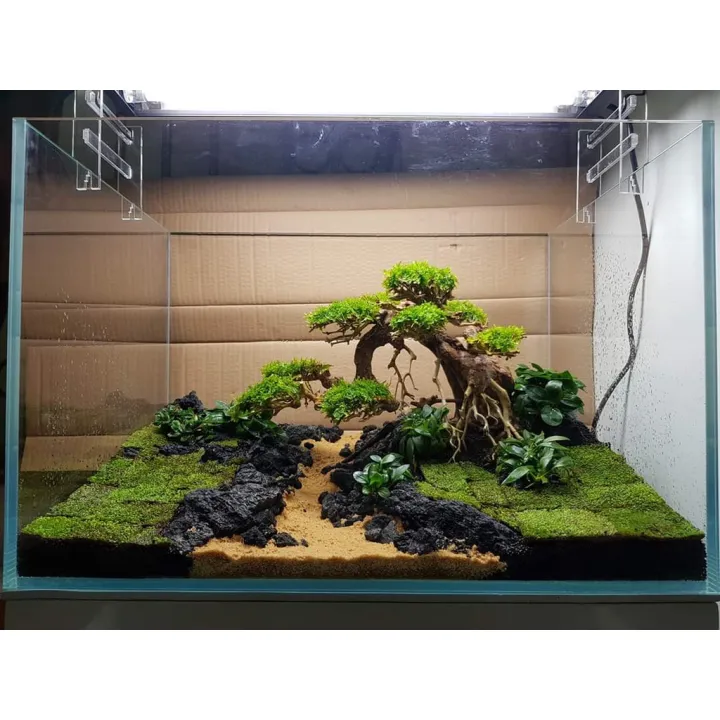 bonsai tree aquascape aquarium aquatic saiz besar Lazada