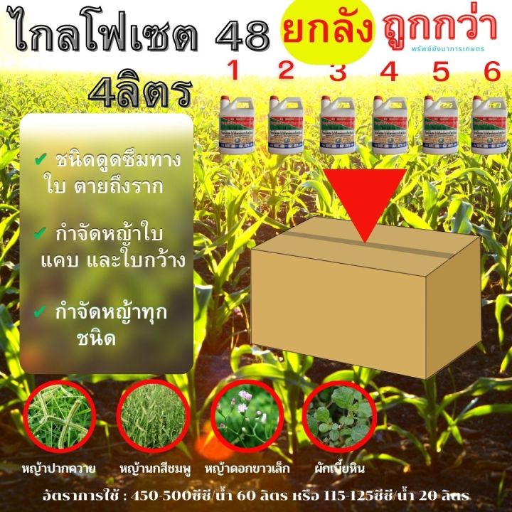 ไกลโฟ-เซต48-ตราหวีทอง-3-แกลลอน-6-แกลลอน-สารกำจัดวัชพืช-มันสำปะหรั่ง-ยาดูดซึม