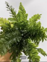 ‘Aqua fern’ or ‘Borneo fern’