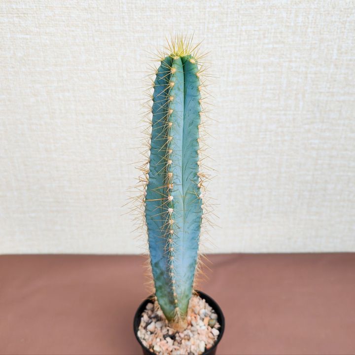 pilosocereus-azureus-cactus-ตอบลูหนามทอง