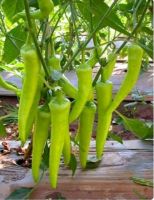 เมล็ดพันธุ์ พริกหยวกยาว (Bell pepper) บรรจุ30 เมล็ด