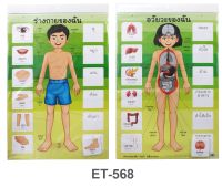 สื่อการสอนร่างกายของฉัน อวัยวะของฉัน ET-568