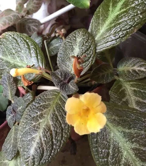 Episcia Soumi Yellow Flower | Lazada PH