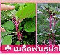 เมล็ดพันธุ์ผักโขมชมพู