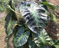 บอน อะโลฮ่า colocasia Aloha (ไม้ตัดสด)