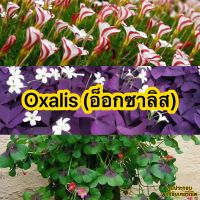 Oxalis (อ็อกซาลิส) ผีเสื้อราตรี ปีกผีเสื้อ จัดชุด 3-4 หัว 100 บาท