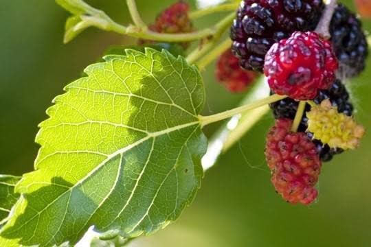 ชาใบหม่อน-mulberry-tea-mulberry-leaf-tea-ชามัลเบอรี่-ขนาด-25ซองชา