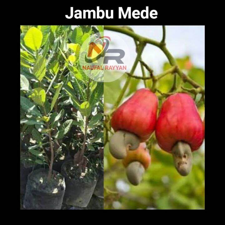 Bibit Jambu Mede Jambu Mente Jambu Monyet Lazada Indonesia