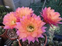 กระบองเพชร cactus ไม้นำเข้าจากอเมริกา  หน่อเด็ดสด Echinopsis Morgenzauber 

 ขนาดหน่อ 2.5 - 3.2 ซม. ดอกมีขนาดใหญ่ กราฟตอสามเหลี่ยม ดอกมาง่ายครับ น่าสะสม