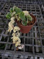 Hoya compacta white