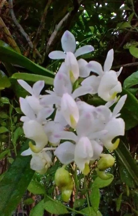 เอื้องกุหลาบขาวดอกพวงซ้อน1ต้นพันธุ์5-7ใบ-พันธุ์กล้วยไม้พันธุ์ไม้ดอกไม้ประดับไม้หายาก