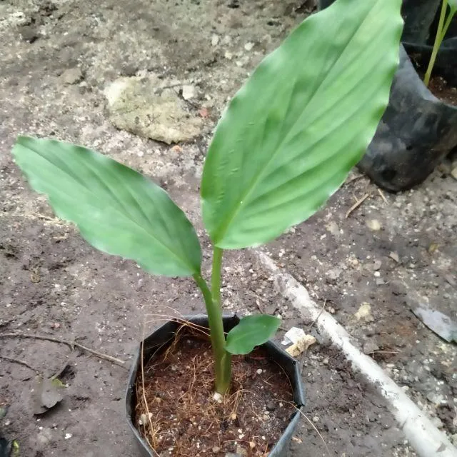 Kenali Tumbuhan Herba Temu Pauh Kunyit Putih Sedap Di 6732