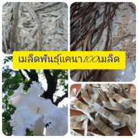 เมล็ดพันธุ์แคนา 100 เมล็ด