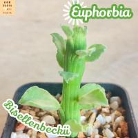 [ต้นถั่วของแจ็ค] Euphorbia Bisellenbeckii ส่งพร้อมกระถาง ถั่วแจ็ค แคคตัส Cactus Succulent ไม้อวบน้ำ พืชอวบน้ำ ไม้หนาม ไม้โขด ไม้ทะเลทราย ชอบแดด ทนแล้ง ยูโฟเบีย