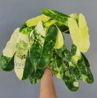 ??พร้อมส่ง?? ไม้ด่าง Philodendron Burle Marx Variegated (เบอร์เบิ้ลมาร์ค)