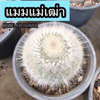 แมมแม่เฒ่า♥️ไม้สะสม ? Mammillaria hahniana ขนฟูยาว?