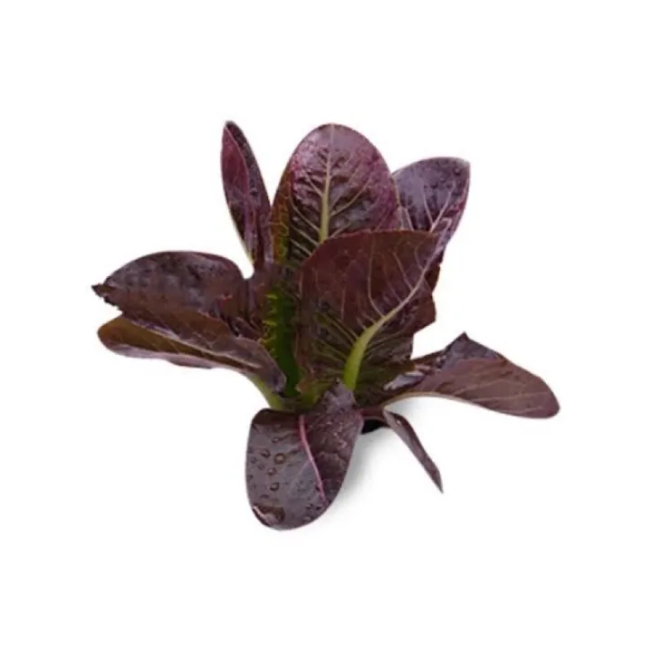 เมล็ดพันธุ์ เรดคอส (Red cos) ผักสลัด บรรจุ 100 เมล็ด | Lazada.co.th