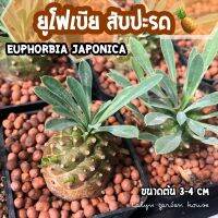 ??ยูโฟเบียสับปะรด ไม้โขดน่าสะสม Euphorbia Japonica ขนาดต้น 3-4cm??