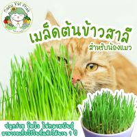 เมล็ดพันธุ์ หญ้าแมว (เมล็ดต้นข้าวสาลี) บรรจุ 200 เมล็ดพันธุ์นำเข้าแท้ 100% นำไปขยายพันธุ์ต่อได้ ไม่กลายพันธุ์