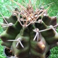 Cactus แคนตัสยิมโนคาไลเซียม (Gymnocalycium)" สวยสวยจัดส่งพร้อมกระถาง