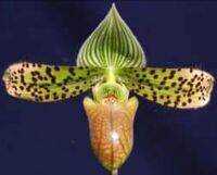 Paph.Sukhakulii"sangwan2" x Paph.venustum603 ขนาดที่ขายเป็นกระถาง 2 นิ้ว