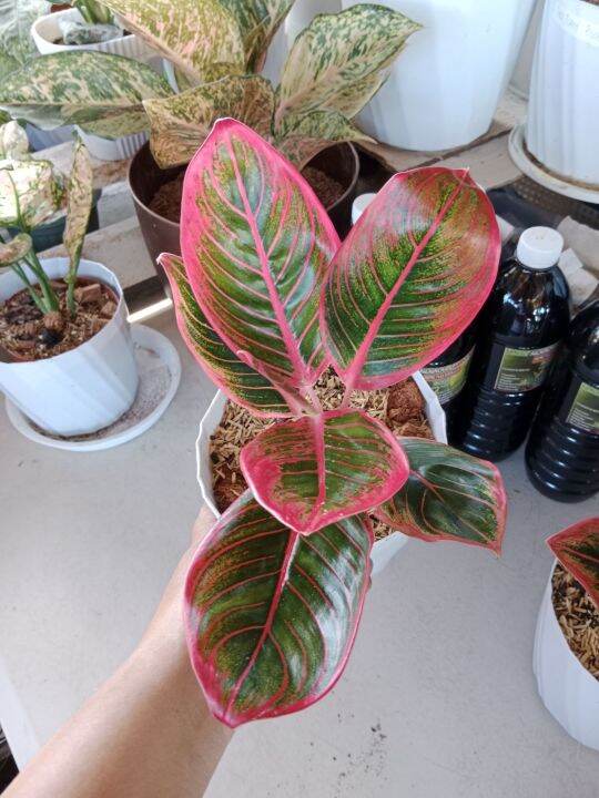 aglaonema khanza top rare thailand plants Lazada PH