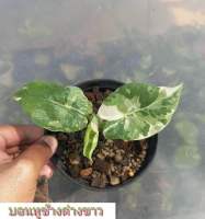 บอนหูช้างด่างขาว Alocasia Gageana Albo Variegated (คัดต้นด่างแล้วส่ง) ไม่ต้องลุ้น กระถาง4นิ้วรากเดินดี ต้นหูช้าง ช้างขาว ต้นช้างขาว หูช้างด่าง รอดแล้วรากเดินดี รดน้ำวันละครั้ง ชอบที่ล่มรำไร ไม่ค่อยโดนแดดจัด