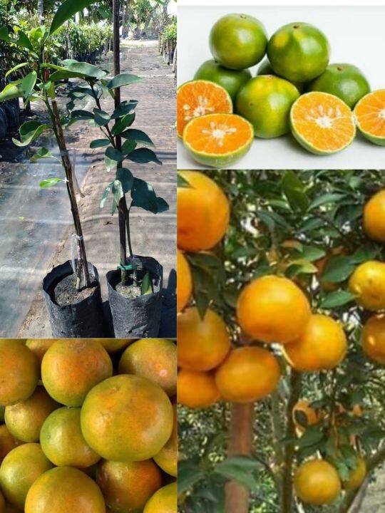 🍊ส้มเขียวหวานเสียบยอด ลำต้นสูง 40-50 cm. ปลูกง่ายโตไว 2 ปีติดผล