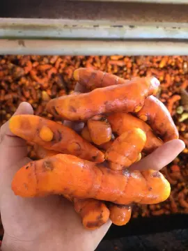 Nghệ đỏ tươi có tác dụng gì Nghệ đỏ tươi có tác dụng gì