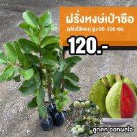 ต้นฝรั่งหงษ์เป่าซือ 80-100ซม. (1ต้น)