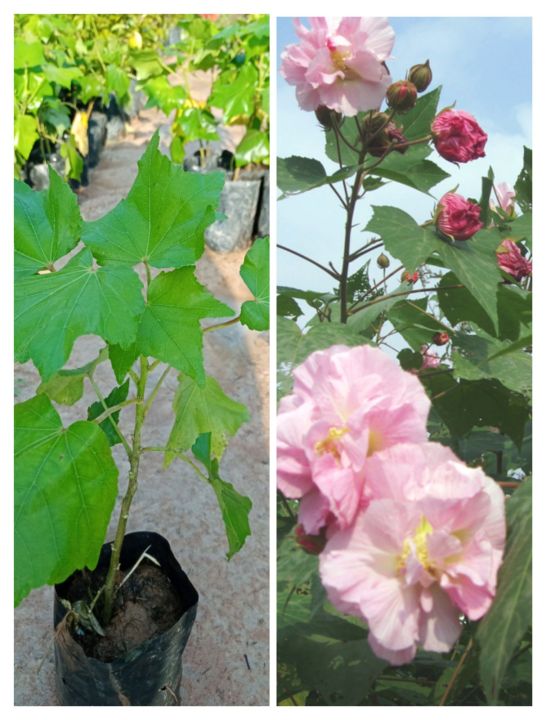ต้นพุดตานไทย-ดอกสวยดอกใหญ่-ดอกเดี่ยวเปลี่ยนสีได้3สี