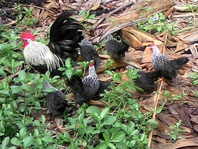 ไก่เเจ้สีดอกหมาก-ไข่เชื้อไก่เเจ้ดอกหมาก-สำหรับฟัก