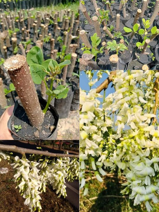 ต้นแคฝรั่ง-ชุดแบ่งปันราคาย่อมเยาว์จ้า-ปักชำ-ดอกสวยงามสีขาวกินได้มีประโยชน์มากมายทำเมนูได้หลายอย่าง-อร่อยเหมือนแคบ้านเราเลย
