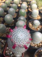 ส่งทั้งกระถาง #แคคตัสเข็มเงิน # Mammilaria Geminispina # Cactus # Mammilaria Celsiana# ต้นไม้ทนแล้ง #กระบองเพชร#พืชทนแล้ง# จัดสวนถาด# ต้นไม้มินิ# Minimal Plants# ตะบองเพชร# กะบองเพชร# กระบองเพชร # ต้นไม้ราคาถูก# ขายส่ง# ราคาส่ง #  ต้นไม้ตั้งโต๊ะทำงาน#