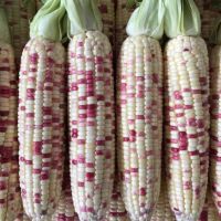 เมล็ดพันธุ์ข้าวโพดสวีทพิ้งค์ Sweet pink corn