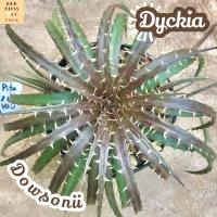 [ดิกเกีย ดาวโซนิอาย] Dyckia Dawsonii ส่งพร้อมกระถาง แคคตัส Cactus Succulent Haworthia Euphorbia ไม้หายาก พืชอวบน้ำ ไม้หนาม ไม้ทะเลทราย กระบองเพชร